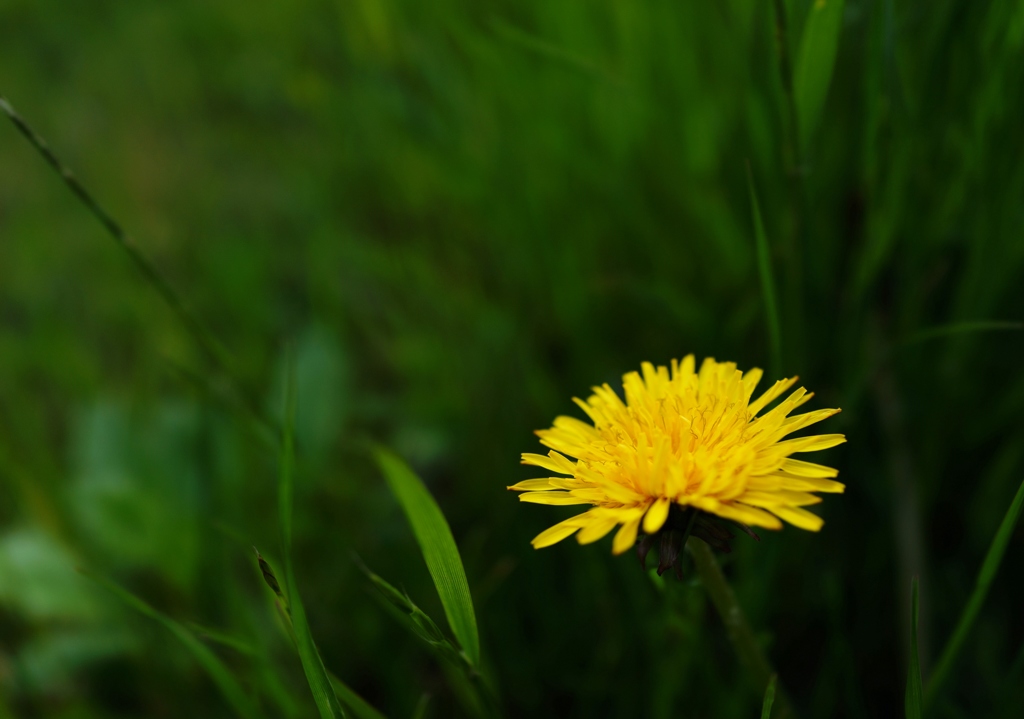 隅田川　たんぽぽ