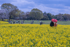 菜の花畑