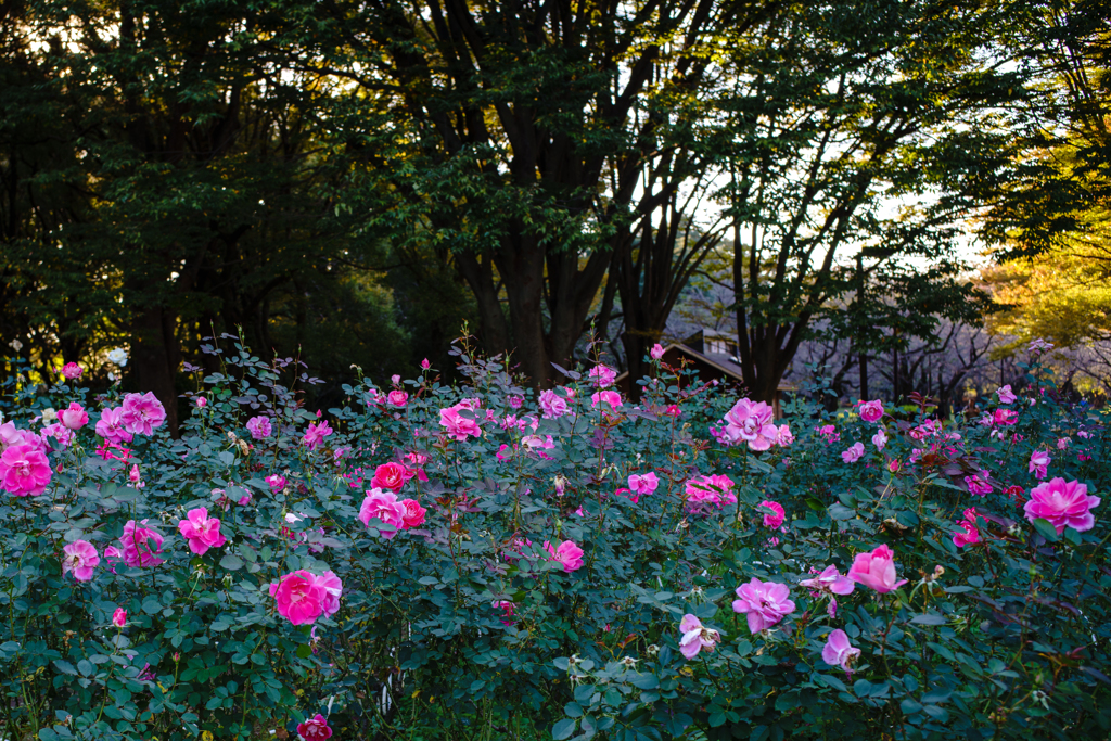 薔薇