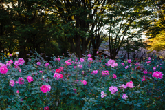薔薇