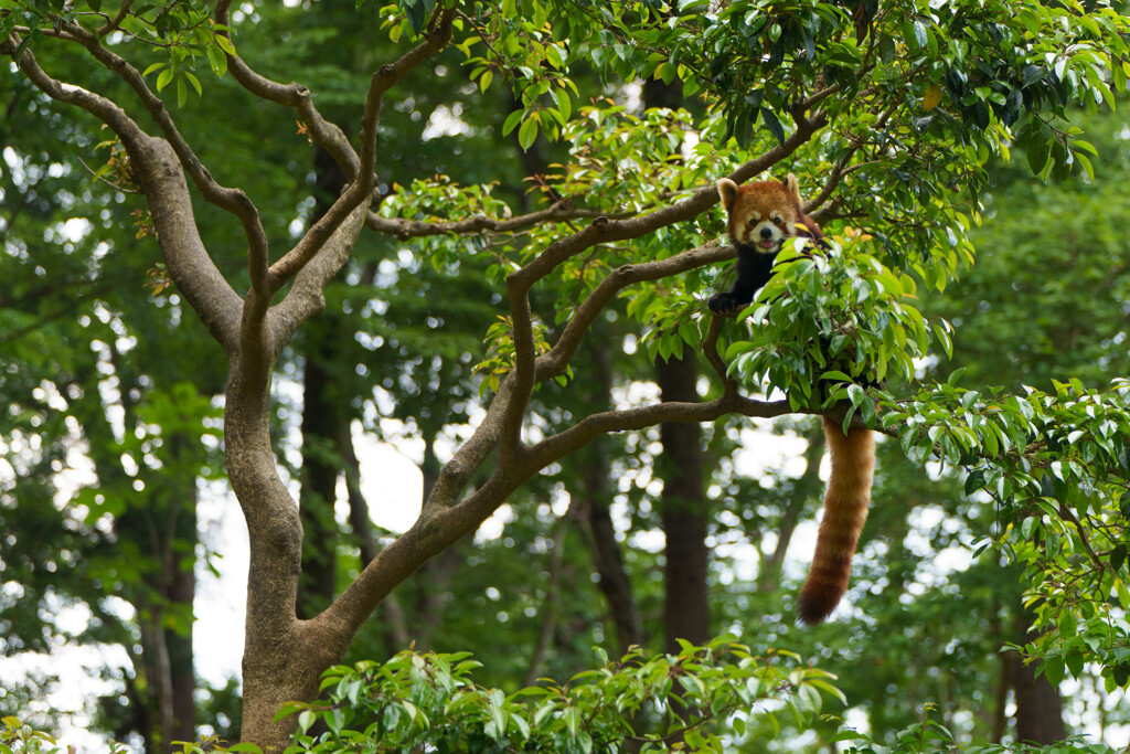 レッサーパンダ