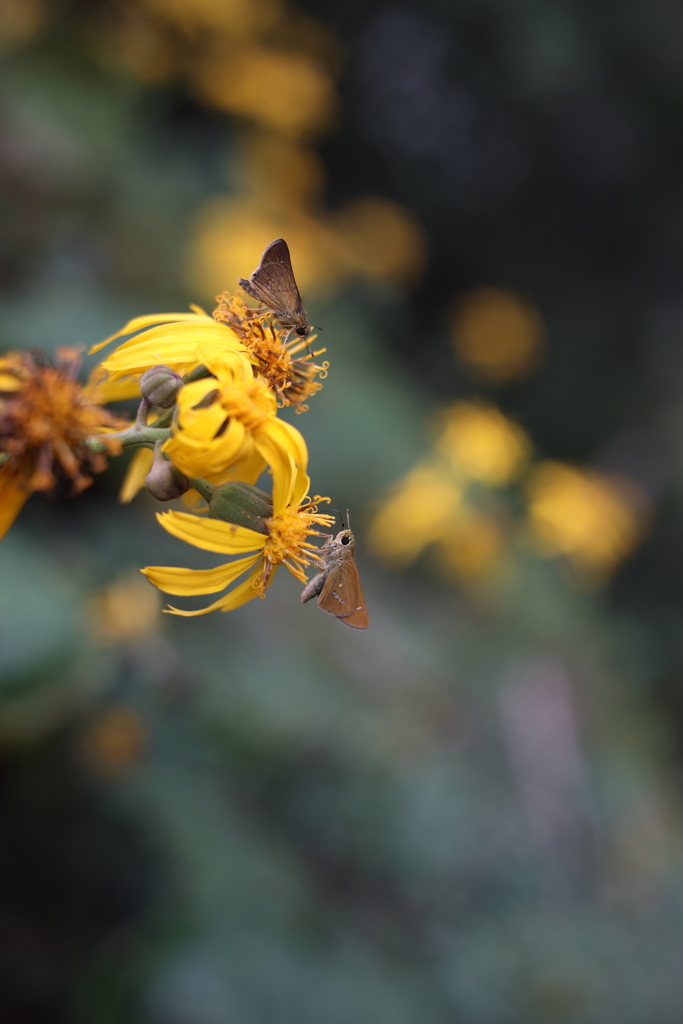 マルバダケブキ