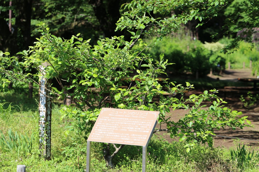 ニュートンの木