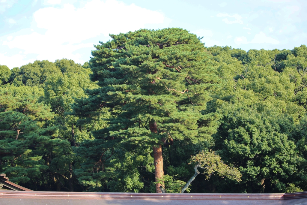 明治神宮　本殿脇の燃える松
