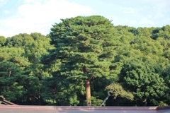 明治神宮　本殿脇の燃える松