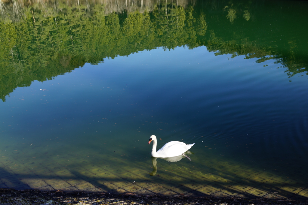 伊奈ヶ湖　白鳥