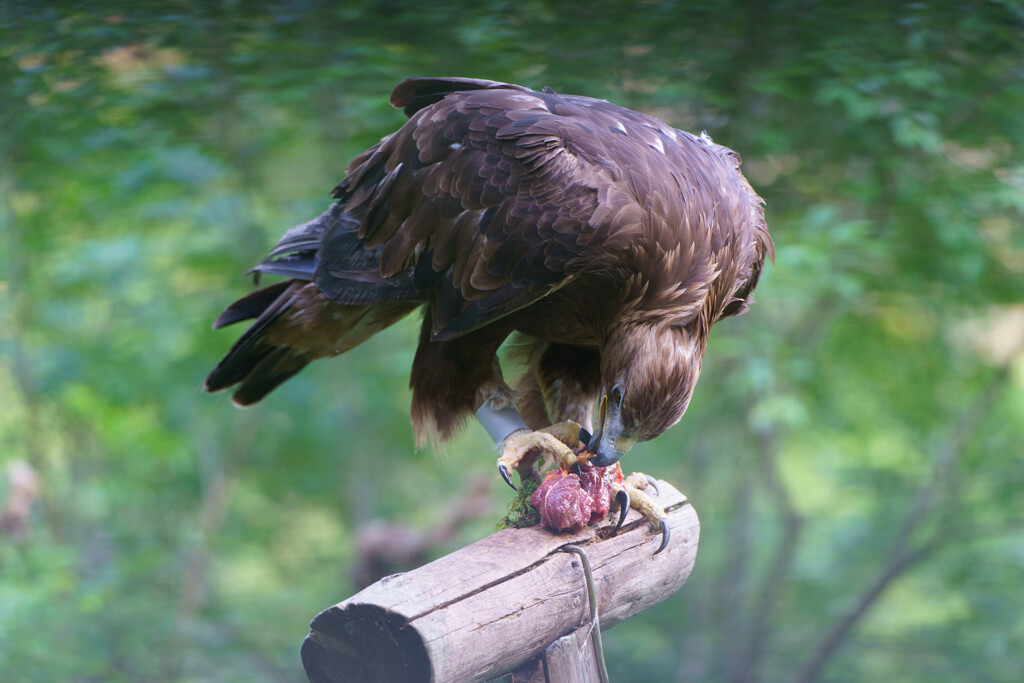 お食事中のイヌワシ