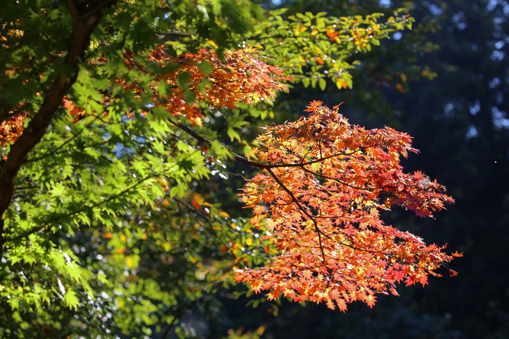 高尾山 　紅葉 (1)