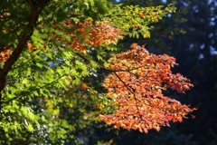 高尾山 　紅葉 (1)