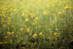 菜の花