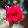 真夏の薔薇