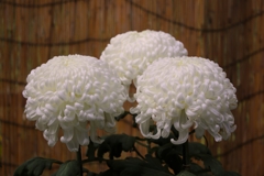 明治神宮　菊花展 (2)