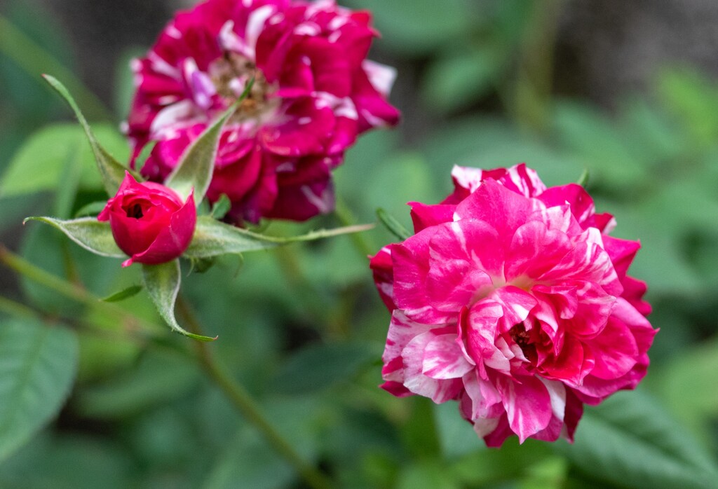 ２００円のミニバラ