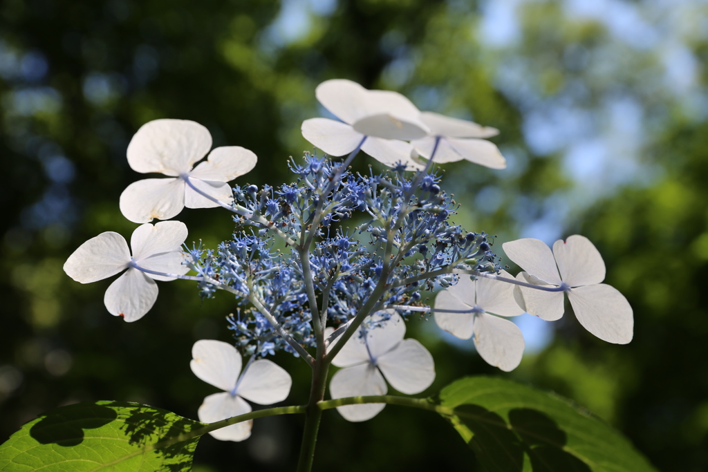 清水谷公園　紫陽花 (2)