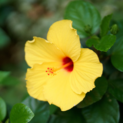 ハイビスカス
