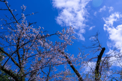 高尾山の桜