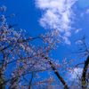 高尾山の桜
