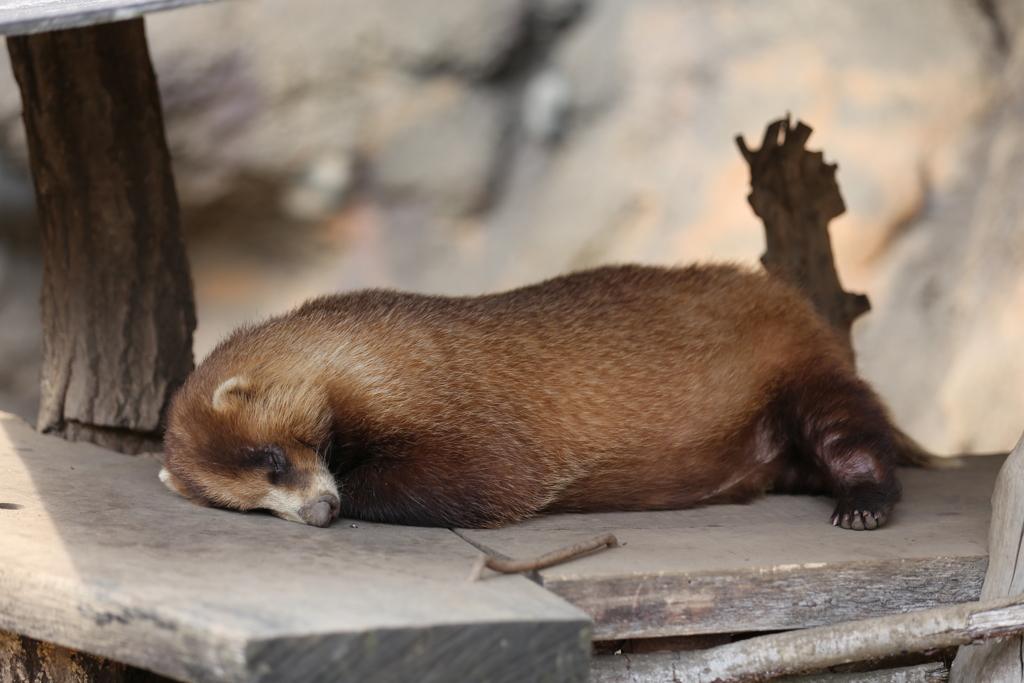 ニホンアナグマ