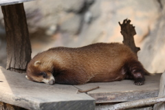 ニホンアナグマ