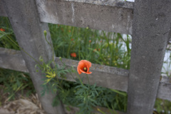 ながみひなげし