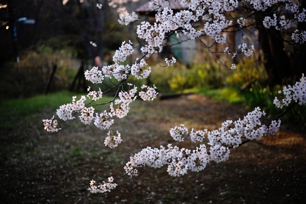 夕暮れの桜