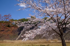 皇居　桜