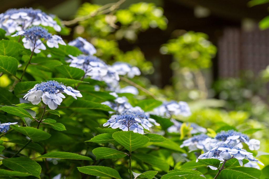 紫陽花