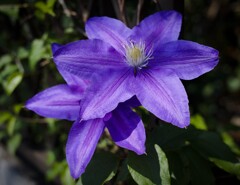 風車クレマチス