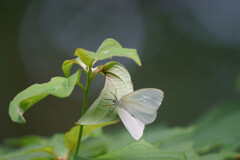 森の暗闇にて   キアシドクガ