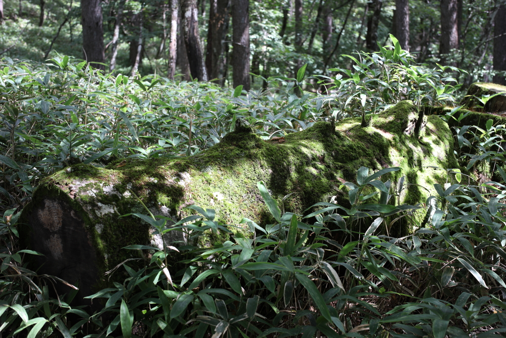 枯れ木も山の賑わい