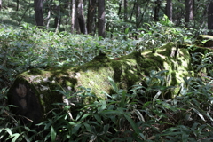 枯れ木も山の賑わい