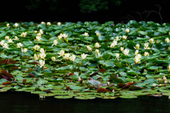 睡蓮