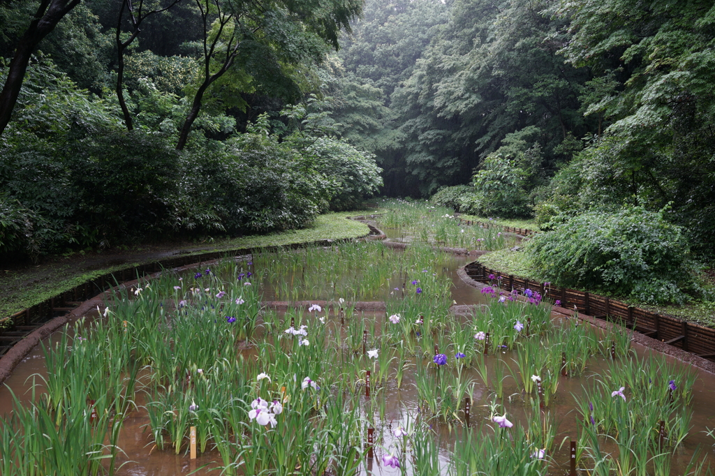 明治神宮　菖蒲園