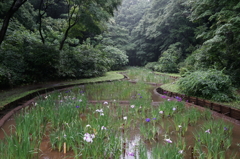 明治神宮　菖蒲園