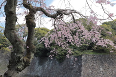 皇居内の桜
