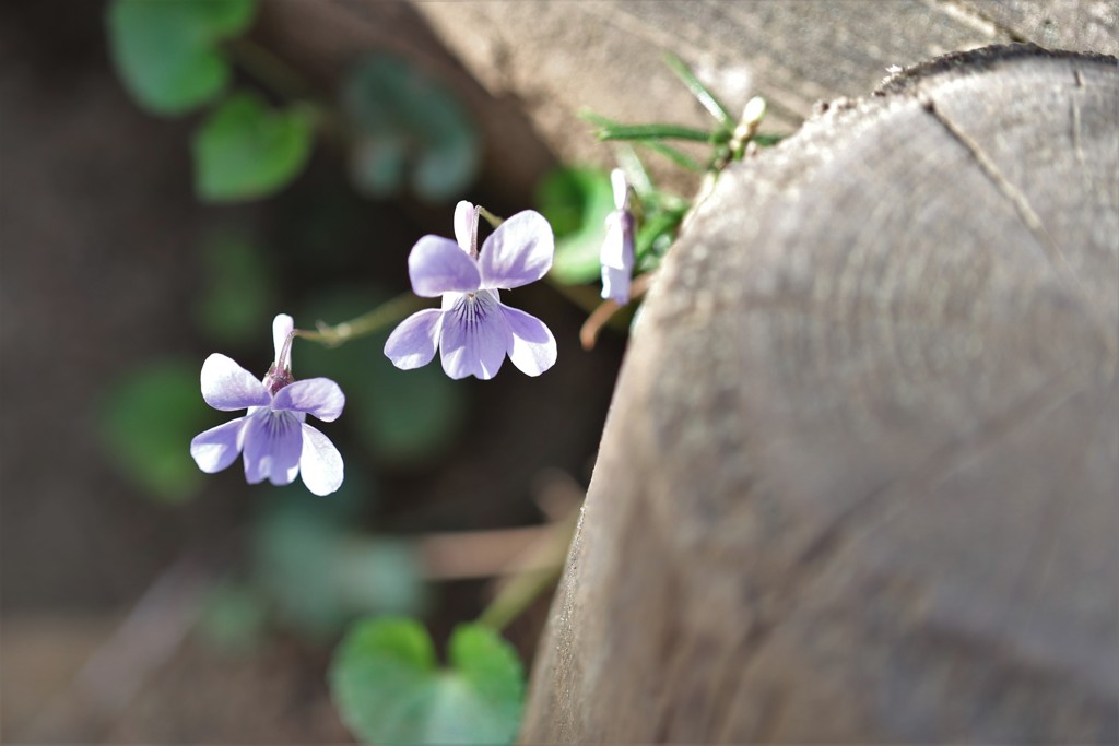 ちっこいすみれ