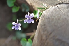 ちっこいすみれ