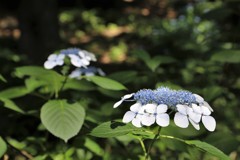 清水谷公園　紫陽花 (1)