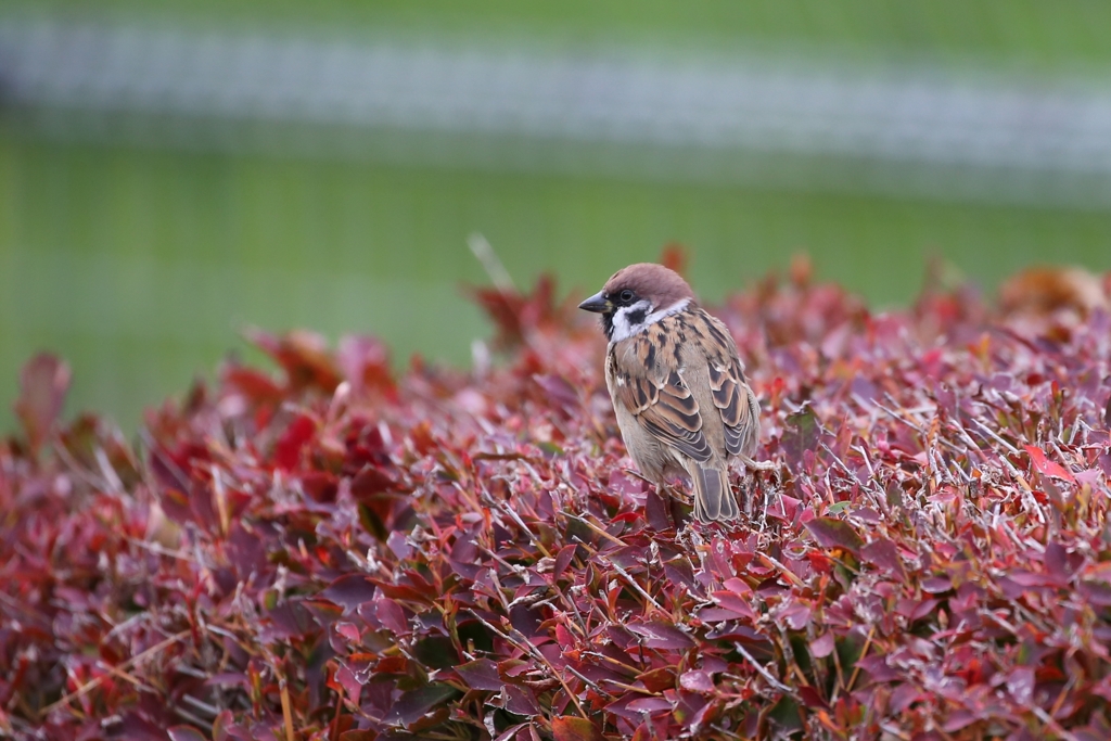 代々木公園の雀