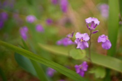 ムラサキハナナ