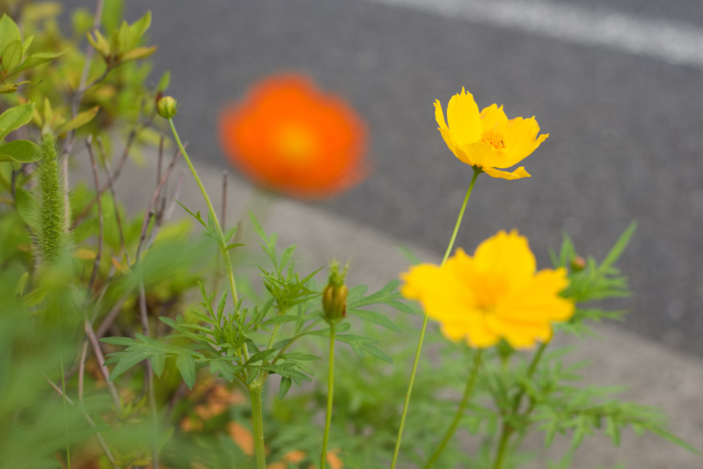 路傍の花