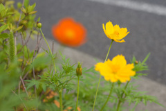路傍の花