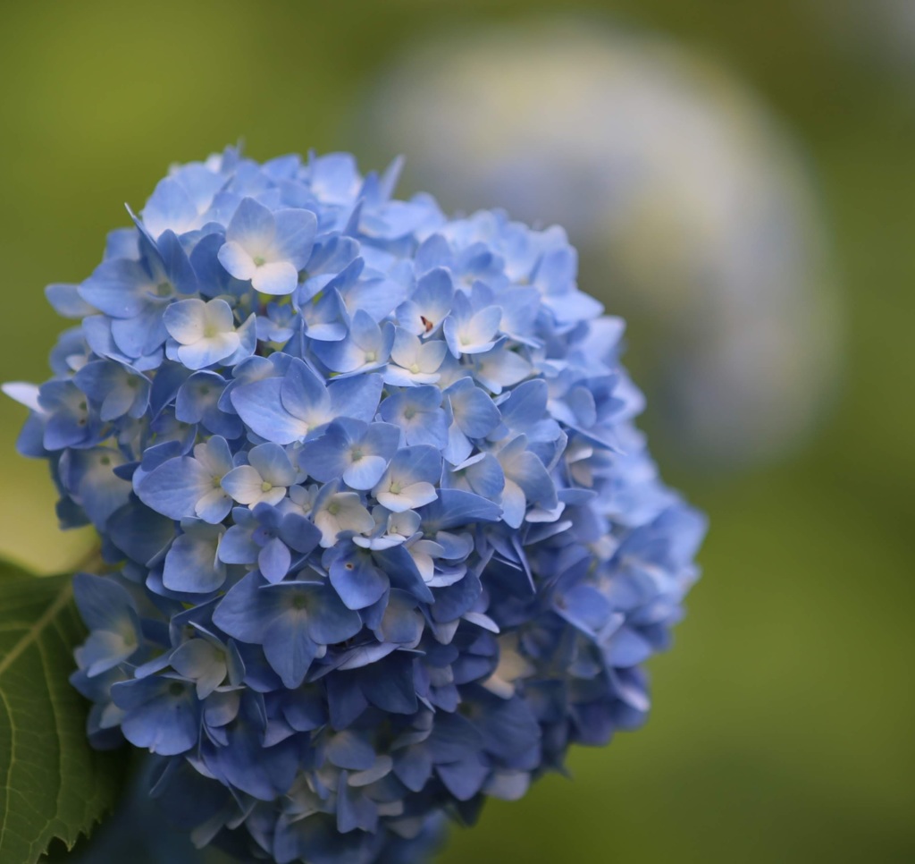 明月院　紫陽花 (3)