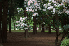 代々木公園  カルミア