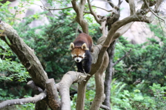 レッサーパンダ