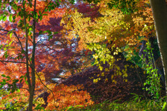 屋根上の紅葉