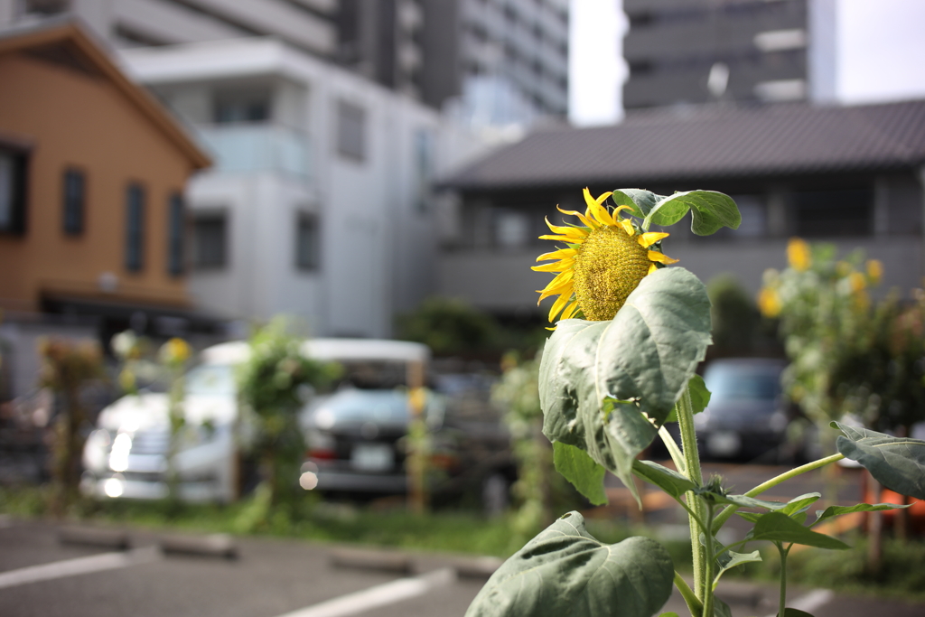 夏はもう終わり？