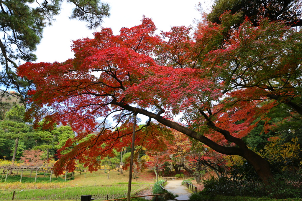 小石川後楽園　紅葉