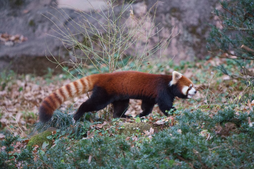 レッサーパンダ