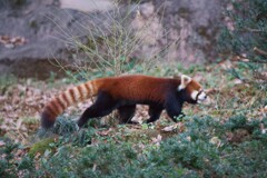 レッサーパンダ